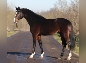 KWPN, Caballo castrado, 4 años, 170 cm, Castaño oscuro