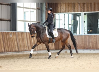 KWPN, Caballo castrado, 4 años, 170 cm, Castaño oscuro