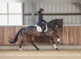 KWPN, Caballo castrado, 4 años, 170 cm, Castaño oscuro