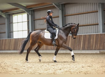 KWPN, Caballo castrado, 4 años, 170 cm, Castaño oscuro