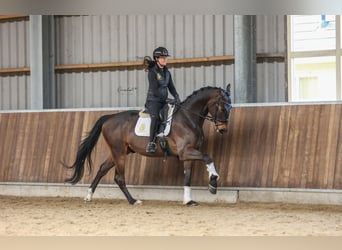 KWPN, Caballo castrado, 4 años, 170 cm, Castaño oscuro