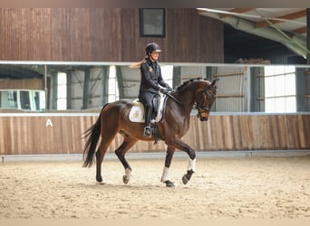 KWPN, Caballo castrado, 4 años, 170 cm, Castaño oscuro