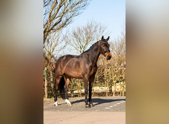 KWPN, Caballo castrado, 4 años, 170 cm, Castaño oscuro