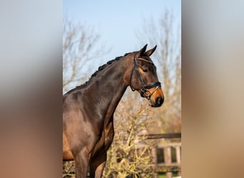 KWPN, Caballo castrado, 4 años, 170 cm, Castaño oscuro