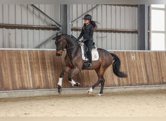 KWPN, Caballo castrado, 4 años, 170 cm, Castaño oscuro