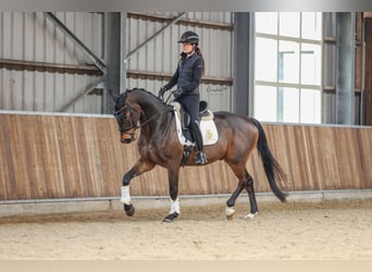 KWPN, Caballo castrado, 4 años, 170 cm, Castaño oscuro