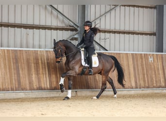 KWPN, Caballo castrado, 4 años, 170 cm, Castaño oscuro