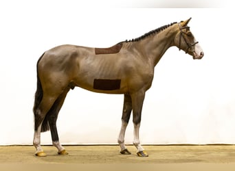 KWPN, Caballo castrado, 4 años, 170 cm, Castaño oscuro