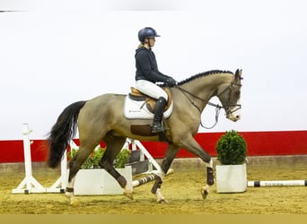 KWPN, Caballo castrado, 4 años, 170 cm, Castaño oscuro