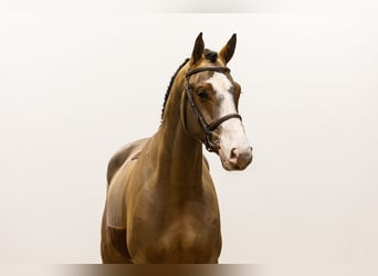 KWPN, Caballo castrado, 4 años, 170 cm, Castaño oscuro