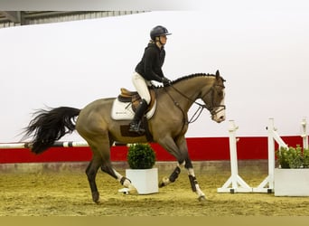 KWPN, Caballo castrado, 4 años, 170 cm, Castaño oscuro