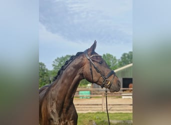 KWPN, Caballo castrado, 4 años, 170 cm, Morcillo
