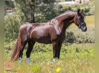 KWPN, Caballo castrado, 4 años, 170 cm, Morcillo