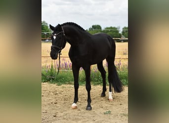 KWPN, Caballo castrado, 4 años, 170 cm, Negro