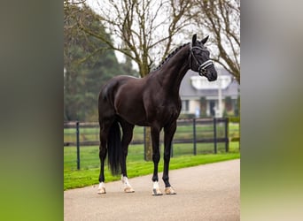 KWPN, Caballo castrado, 4 años, 170 cm, Negro