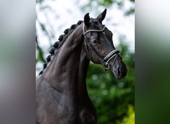 KWPN, Caballo castrado, 4 años, 170 cm, Negro