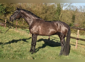 KWPN, Caballo castrado, 4 años, 170 cm, Negro