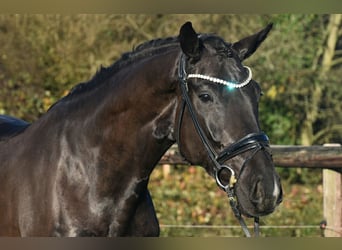 KWPN, Caballo castrado, 4 años, 170 cm, Negro