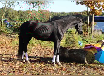 KWPN, Caballo castrado, 4 años, 170 cm, Negro