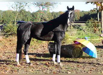 KWPN, Caballo castrado, 4 años, 170 cm, Negro