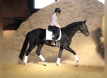 KWPN, Caballo castrado, 4 años, 170 cm, Negro