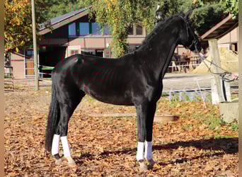 KWPN, Caballo castrado, 4 años, 170 cm, Negro