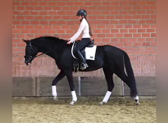 KWPN, Caballo castrado, 4 años, 170 cm, Negro