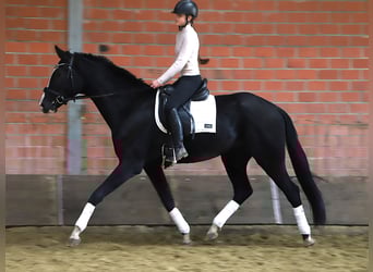 KWPN, Caballo castrado, 4 años, 170 cm, Negro