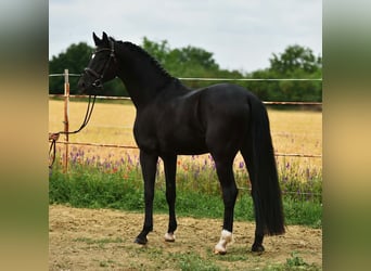 KWPN, Caballo castrado, 4 años, 170 cm, Negro