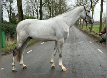 KWPN, Caballo castrado, 4 años, 170 cm, Tordo