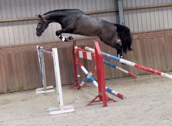 KWPN, Caballo castrado, 4 años, 170 cm, Tordo