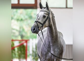 KWPN, Caballo castrado, 4 años, 170 cm, Tordo