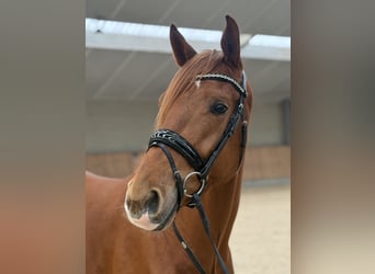 KWPN, Caballo castrado, 4 años, 171 cm, Alazán