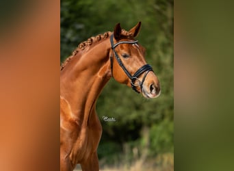 KWPN, Caballo castrado, 4 años, 171 cm, Alazán