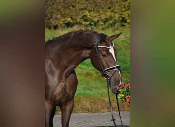 KWPN, Caballo castrado, 4 años, 171 cm, Alazán-tostado