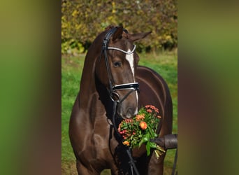 KWPN, Caballo castrado, 4 años, 171 cm, Alazán-tostado