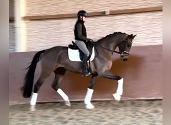 KWPN, Caballo castrado, 4 años, 171 cm, Castaño