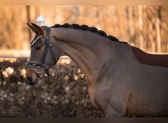 KWPN, Caballo castrado, 4 años, 171 cm, Castaño