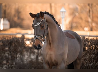 KWPN, Caballo castrado, 4 años, 171 cm, Castaño