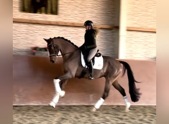 KWPN, Caballo castrado, 4 años, 171 cm, Castaño