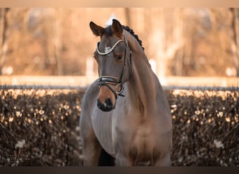 KWPN, Caballo castrado, 4 años, 171 cm, Castaño