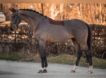 KWPN, Caballo castrado, 4 años, 171 cm, Castaño