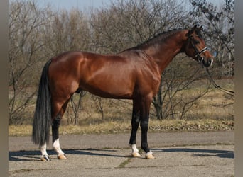 KWPN, Caballo castrado, 4 años, 171 cm, Castaño