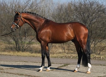 KWPN, Caballo castrado, 4 años, 171 cm, Castaño