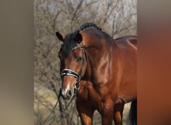 KWPN, Caballo castrado, 4 años, 171 cm, Castaño