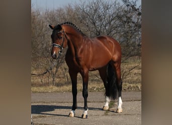 KWPN, Caballo castrado, 4 años, 171 cm, Castaño