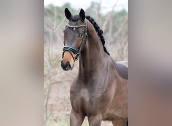 KWPN, Caballo castrado, 4 años, 171 cm, Castaño claro