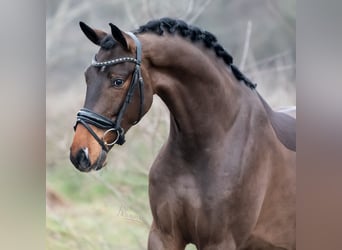 KWPN, Caballo castrado, 4 años, 171 cm, Castaño claro