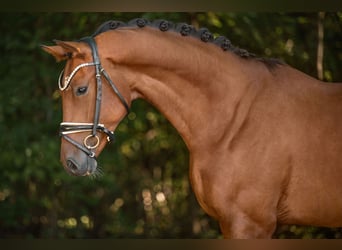 KWPN, Caballo castrado, 4 años, 171 cm, Castaño oscuro