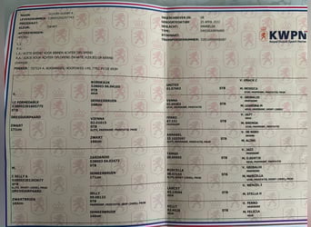 KWPN, Caballo castrado, 4 años, 171 cm, Negro